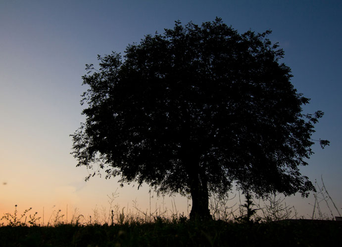 Şekil 2 - Çalılar ve ön hazırlık