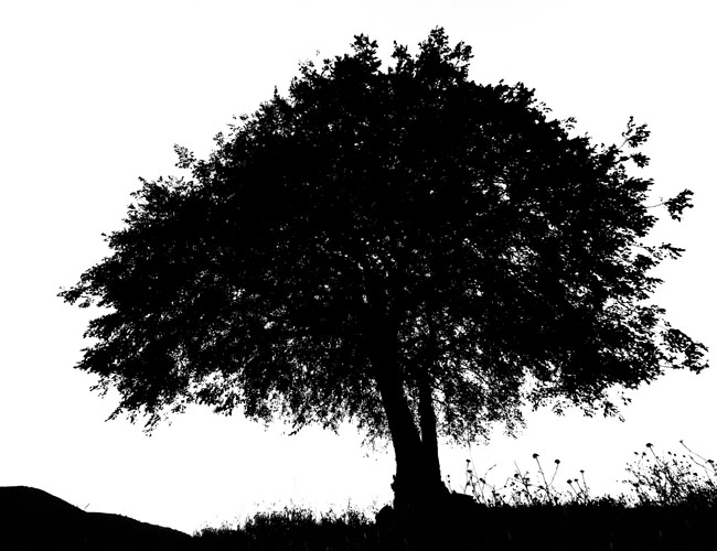 Şekil 3 - Ağaç hazır